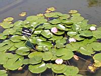 Madame Wilfron Gonniere (fam Nympheas) (Obt. Latour-Marliac 1924) (00) (Photo F. Mrugala)